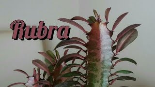 Euphorbia trigona rubra [upl. by Warton]