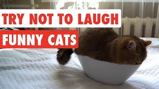 Try Not To Laugh  Funny Cat Video Compilation 2017 [upl. by Aretha]