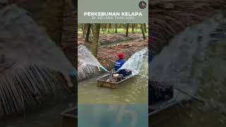 Perkebunan kelapa di THAILAND shortspertanian [upl. by Ettennyl]