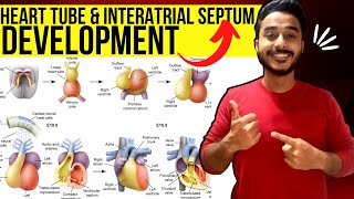 heart tube development embryology  interatrial septum development embryology  development of heart [upl. by Myrtle]