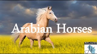 History of Arabian Horses [upl. by Parrisch]