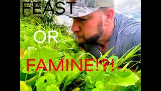 FOOD PLOTS FEAST OR FAMINE [upl. by Garbe]