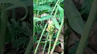 ഇഞ്ചിയുടെ പൂവ് കണ്ടിട്ടുണ്ടോFlowering Gingershortsyt shorts yt feed [upl. by Atsirc688]