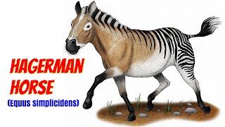 Hagerman Horse  American Zebra [upl. by Kaazi480]