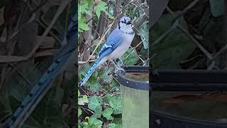 синий сойка siniy soyka nature bluejays [upl. by Nnaarat838]