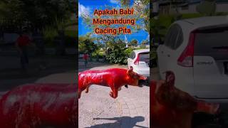 Benarkah Babi Guling Mengandung Cacing Pita News faktamenarik [upl. by Ettezyl239]