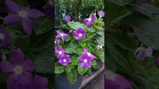 Periwinkle flower Vinca flower periwinkle vincaflower vincaplant [upl. by Jasmina]