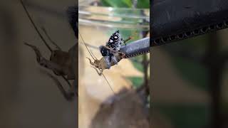 TONG FEEDING MY TAME JUMPING SPIDER Phidippus regius shorts [upl. by Lenej]