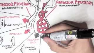 Endocrinology  Overview [upl. by Erotavlas245]