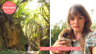 PUPPIES AND PICNICS IN POSITANO The Positano Diaries EP 151 [upl. by Angi]