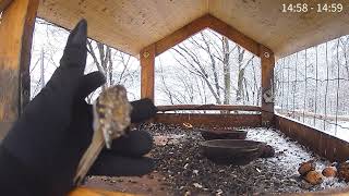 Feeder in Bieszczady Mountains Lake Solina Poland🐦💚20241121 [upl. by Eletnahs]