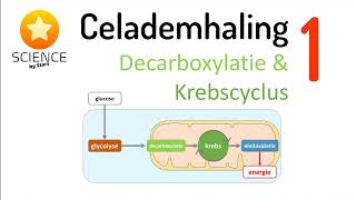 Celademhaling 1 Decarboxylatie en Krebscyclus [upl. by Nered]