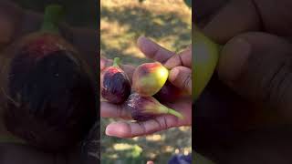 fig fruit harvest shorts youtubeshorts [upl. by Thelma80]