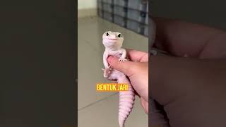 Cek IG wachigeckoidn jika ingin adopt gecko 🫶🏻 atau klik link di bio aja 🔥 [upl. by Emalia]