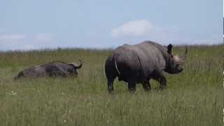 Masai Mara  Black Rhino Vs Buffalo  Rhino avoid confrontation with male Buffalo [upl. by Ennaehr48]