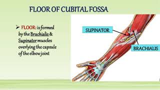 Cubital Fossa amp Anastomosis Around Elbow Joint [upl. by Ron]