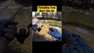 Fishtailing Trout Won’t Give Up fishing trout troutfishing streamfishing [upl. by Naggem243]