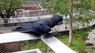 Redtailed Black Cockatoo  Bird Paradise Singapore [upl. by Ecienaj]