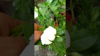 Vinca plant ki care tips gardenplant gardening cuttinggarden flower garden [upl. by Annuahsal]