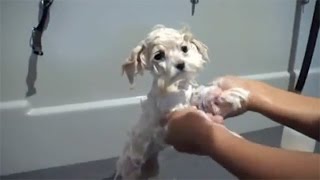 Puppys First Haircut [upl. by Winslow]