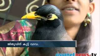 Mynah amazing bird that can imitate any sound ജീതുവിന്‌ കൂട്ട് വാവ [upl. by Acimak]