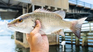 Fishing Under Bridges for Inshore Mangrove Snapper  EASY Technique [upl. by Seldun]