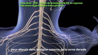 Les étapes de la douleur nociceptive [upl. by Kreager507]