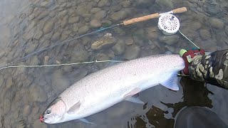 Second Steelhead Feisty Kispiox Steelhead fly fishing [upl. by Lletnohs]