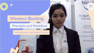 Western Blotting  Principle and Work Flow [upl. by Kynthia]