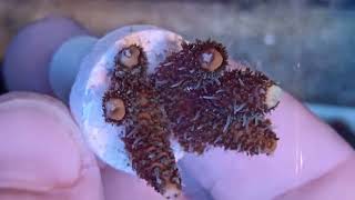 Acropora millepora indo coral gandalf [upl. by Conall]