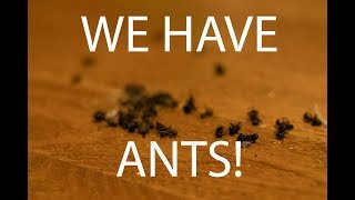 We Have Ants [upl. by Morrissey]