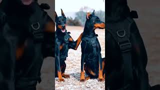 Husky vs Great dane vs Doberman vs Rottweiler Bite force comparison shorts ytshorts viral dogs [upl. by Northrup]