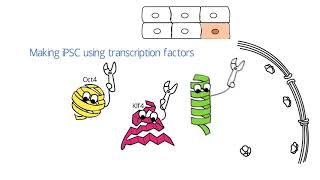 Induced Pluripotent Stem Cell iPSC [upl. by Nyliak401]