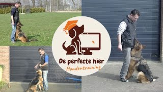 Online hondencursus  Hond de perfecte hier aanleren [upl. by Ayet]