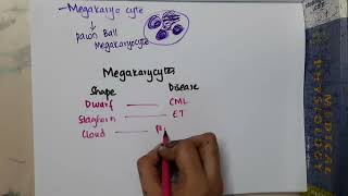 megakaryocytes shape  Hematology [upl. by Ylrebmek398]