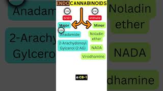 Unlocking Endocannabinoids [upl. by Yelekalb100]