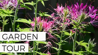 Odds  Ends Garden Update  Zinnias Cleome and Larkspur [upl. by Liban]