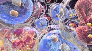 Chronic Myeloid Leukemia Animation [upl. by Franciskus]