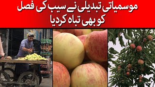 Climate Change Has Devastated The Apple Crop in Balochistan  Taarmedia  TaarMedia [upl. by Elyse]