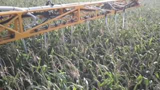 Cover Crop InterSeeding in 85ft tall Standing Corn [upl. by Hurley]