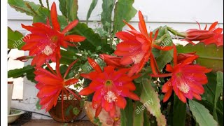 155Red Epiphyllum Hybrid orchid cactus ब्रह्म कमल [upl. by Eltsirhc]