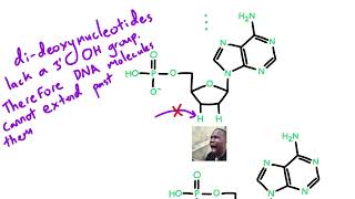 Dyeterminator sequencing brief explanation Sanger sequencing [upl. by Aihsak]