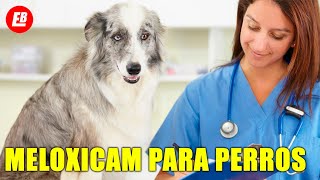 Meloxicam para perros Lo que TODO dueño debe saber [upl. by Dutch]