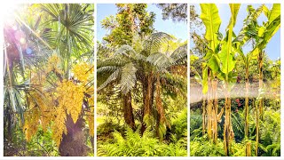 Tropical Style Garden Tour Flowering Banana Plants amp Giant Gunnera at Picton Castle [upl. by Ahsinad199]