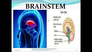 Neural Control of Locomotion By Dr Dhwanit S Shah PhD MPT Neurology [upl. by Arahs177]