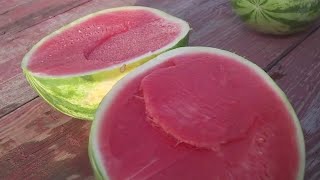 Luling Watermelon Thump celebrates watermelon market growers  FOX 7 Austin [upl. by Aihsekat]