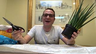 How to Repot Sansevieria Cylindrica [upl. by Anelac]