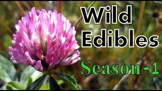 Wild Food Foraging Season 1 [upl. by Catt]