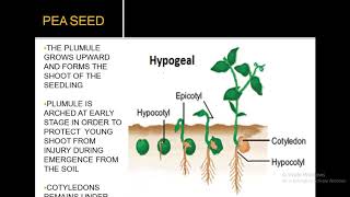 EPIGEAL AND HYPOGEAL GERMINATION [upl. by Eelnodnarb882]