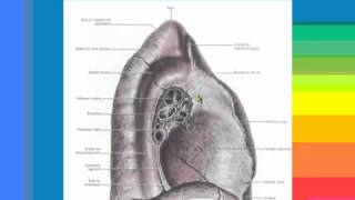 24 Thorax د أحمد كمال Mediastinum from the left side [upl. by Poppy550]